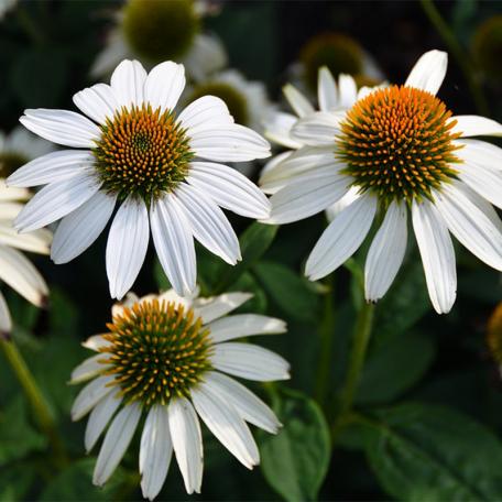G793 Echinacea Purpurea 'powwow White' - View 29 from www redcrocus com