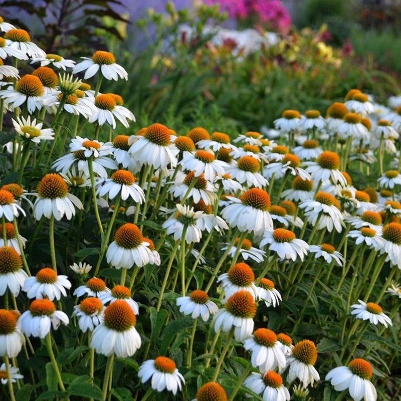 G793 Echinacea Purpurea 'powwow White' - View 2 from www redcrocus com