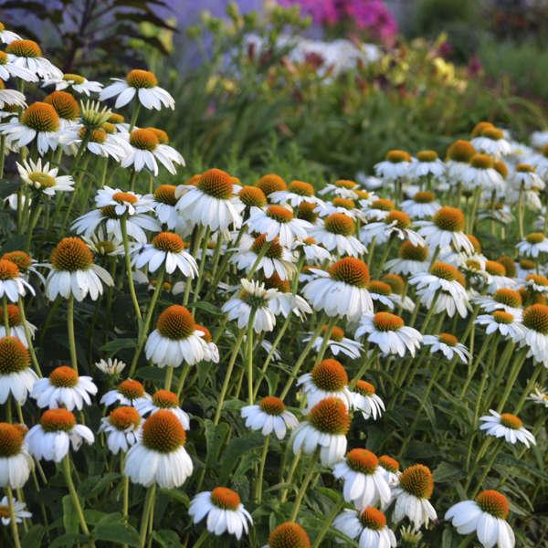 G793 Echinacea Purpurea 'powwow White' - View 30 from www redcrocus com