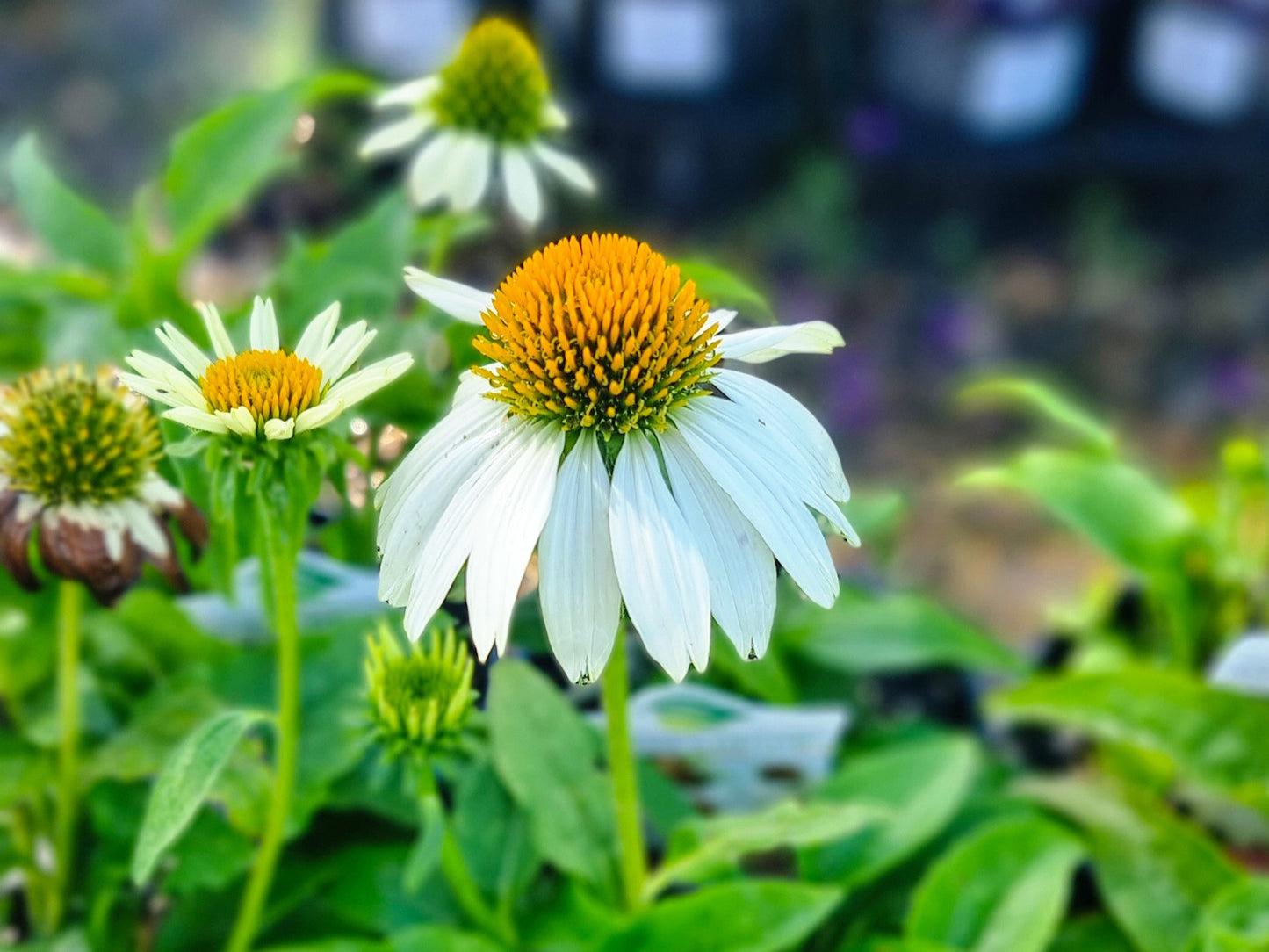 G793 Echinacea Purpurea 'powwow White' - View 31 from www redcrocus com