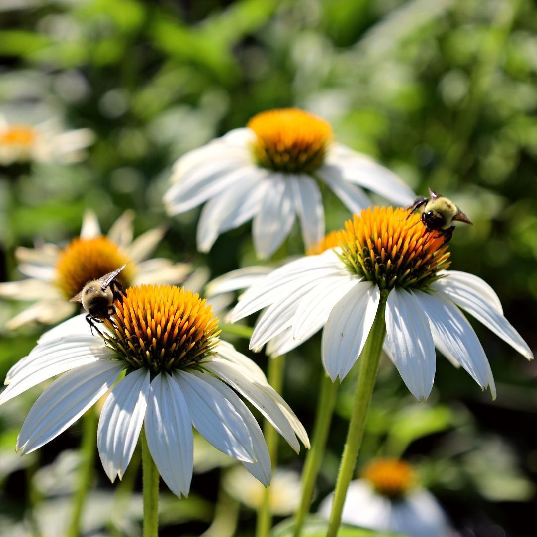 G793 Echinacea Purpurea 'powwow White' - View 34 from www redcrocus com