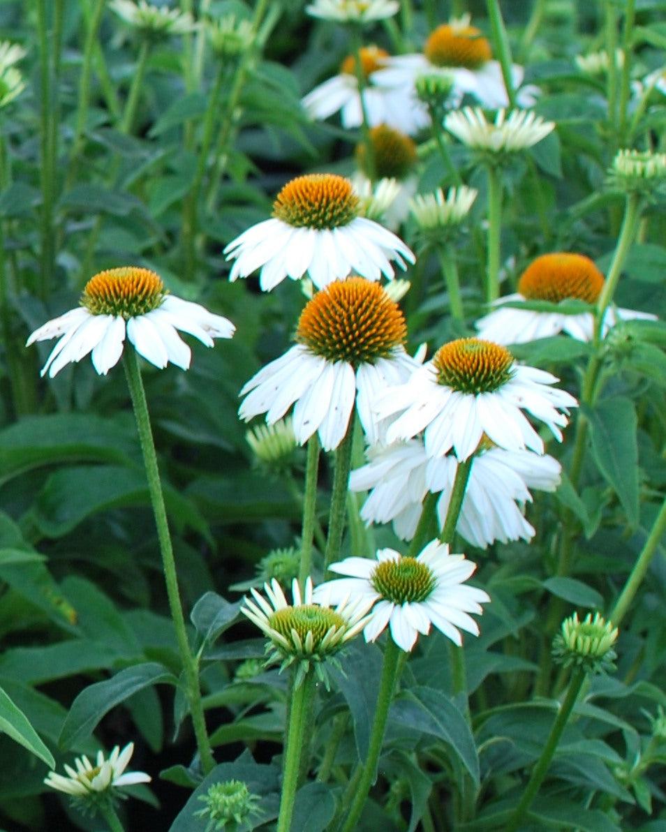 G793 Echinacea Purpurea 'powwow White' - View 35 from www redcrocus com