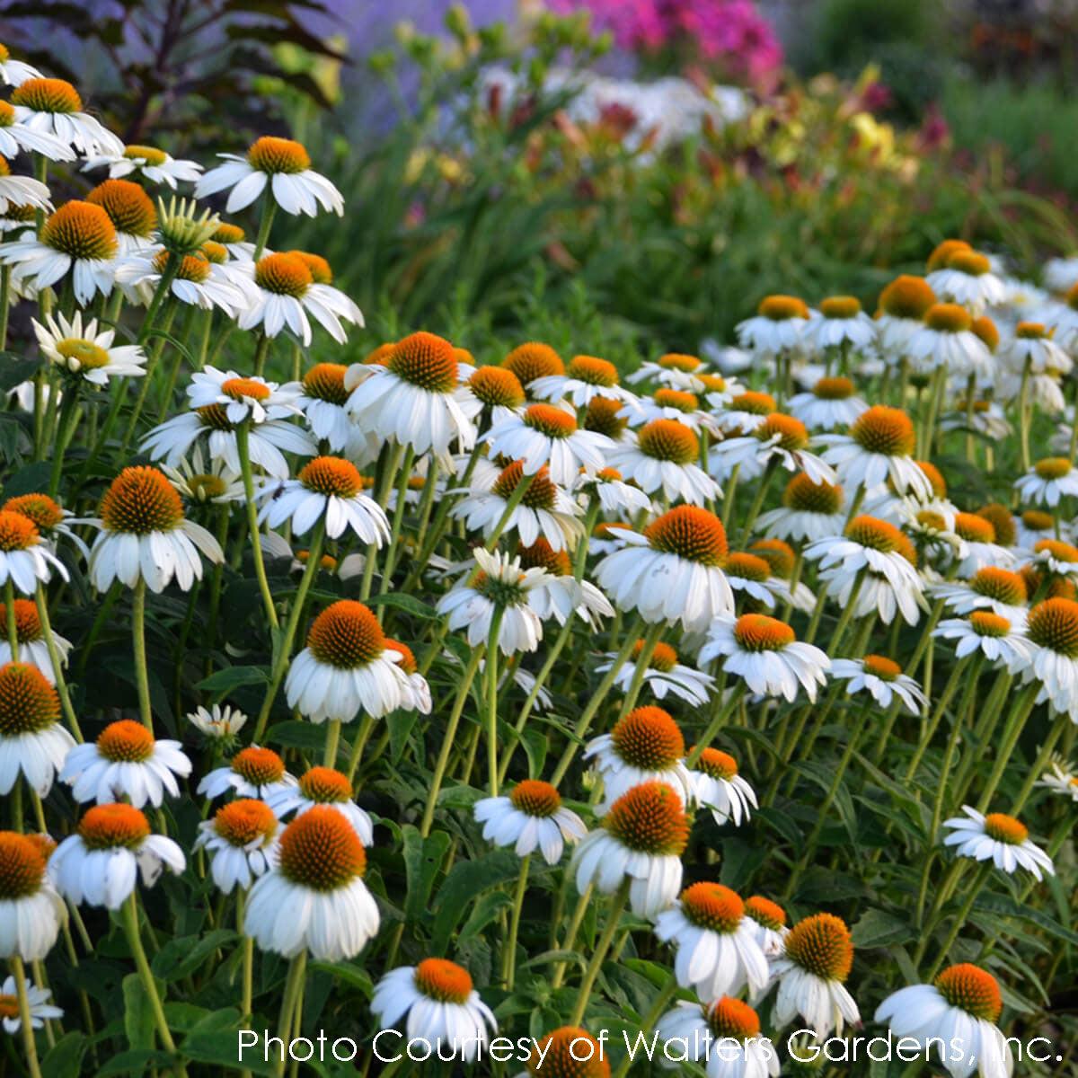 G793 Echinacea Purpurea 'powwow White' - View 5 from www redcrocus com