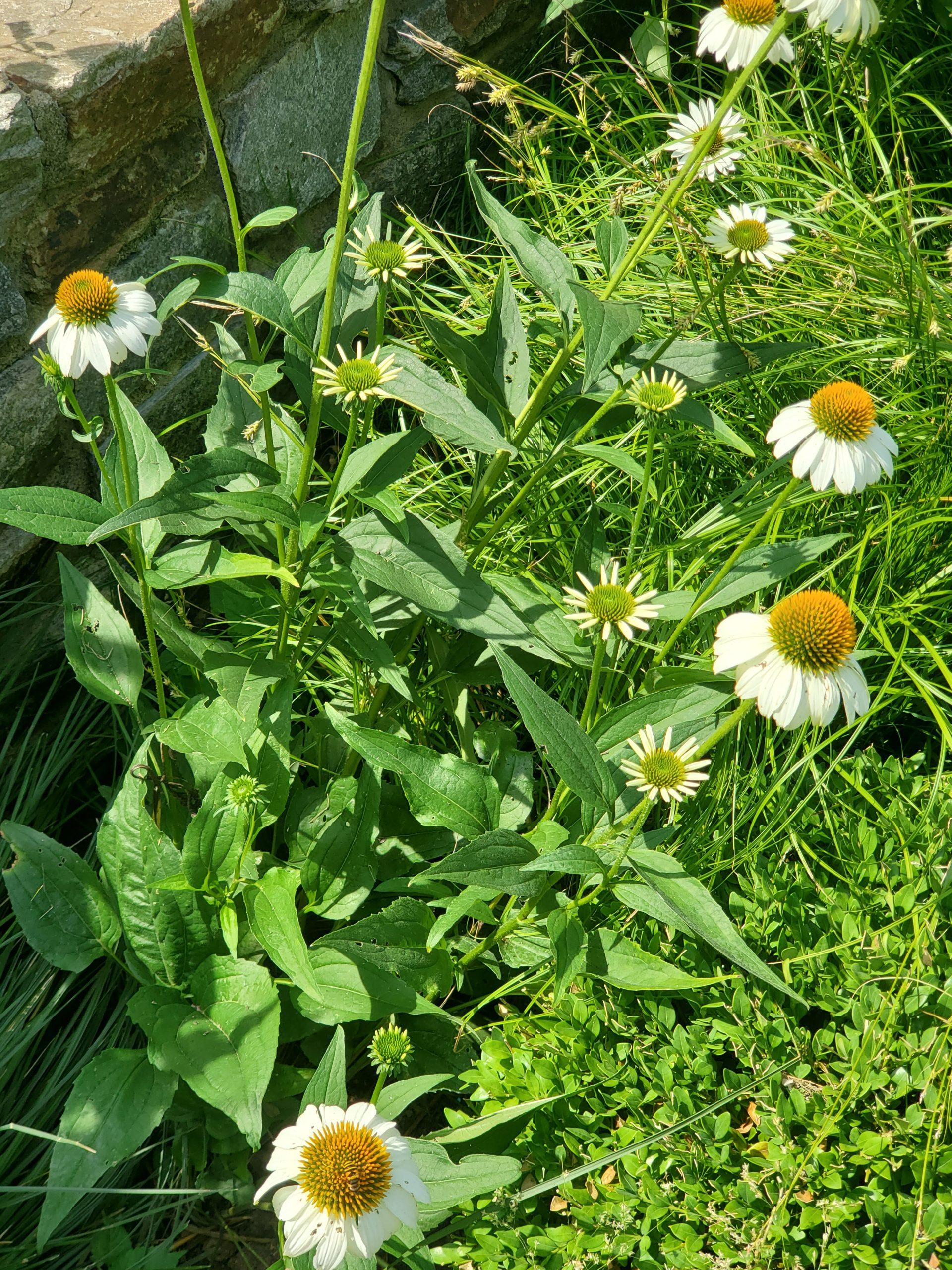 G793 Echinacea Purpurea 'powwow White' - View 6 from www redcrocus com