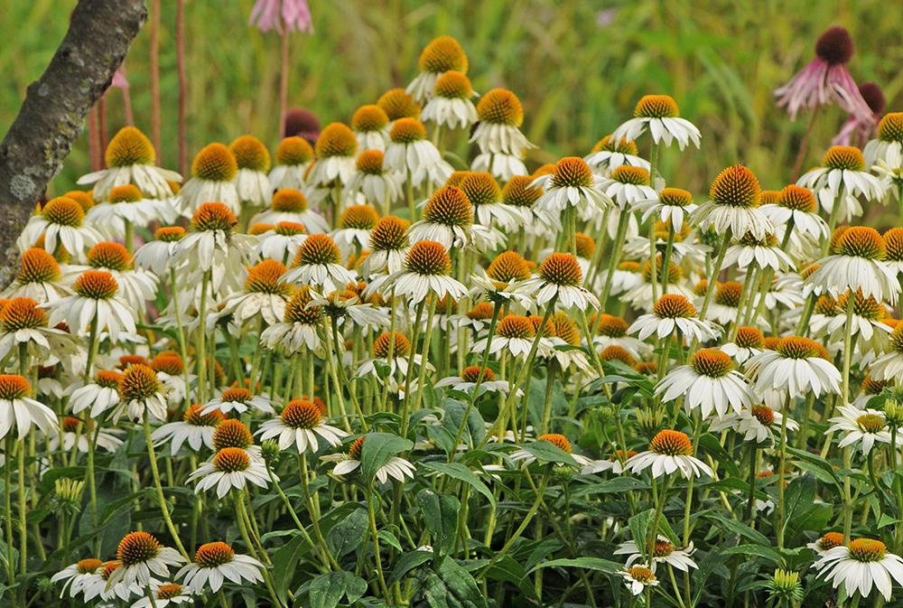 G793 Echinacea Purpurea 'powwow White' - View 7 from www redcrocus com