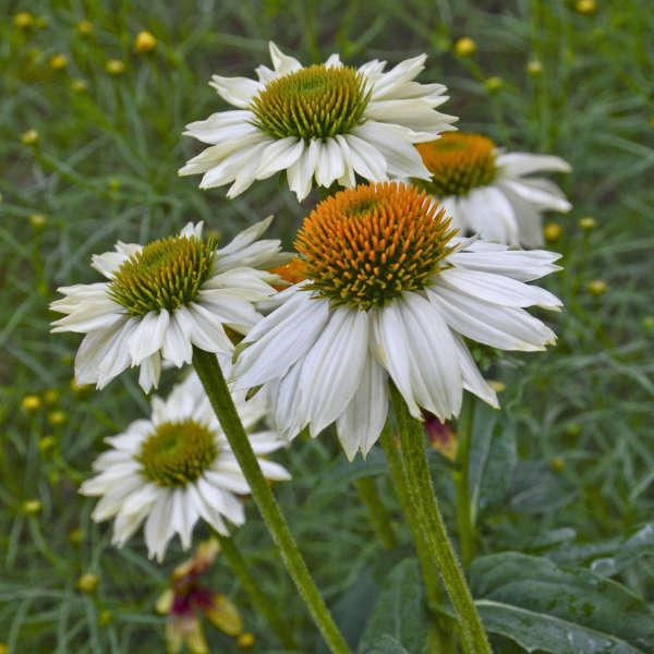 G793 Echinacea Purpurea 'powwow White' - View 8 from www redcrocus com