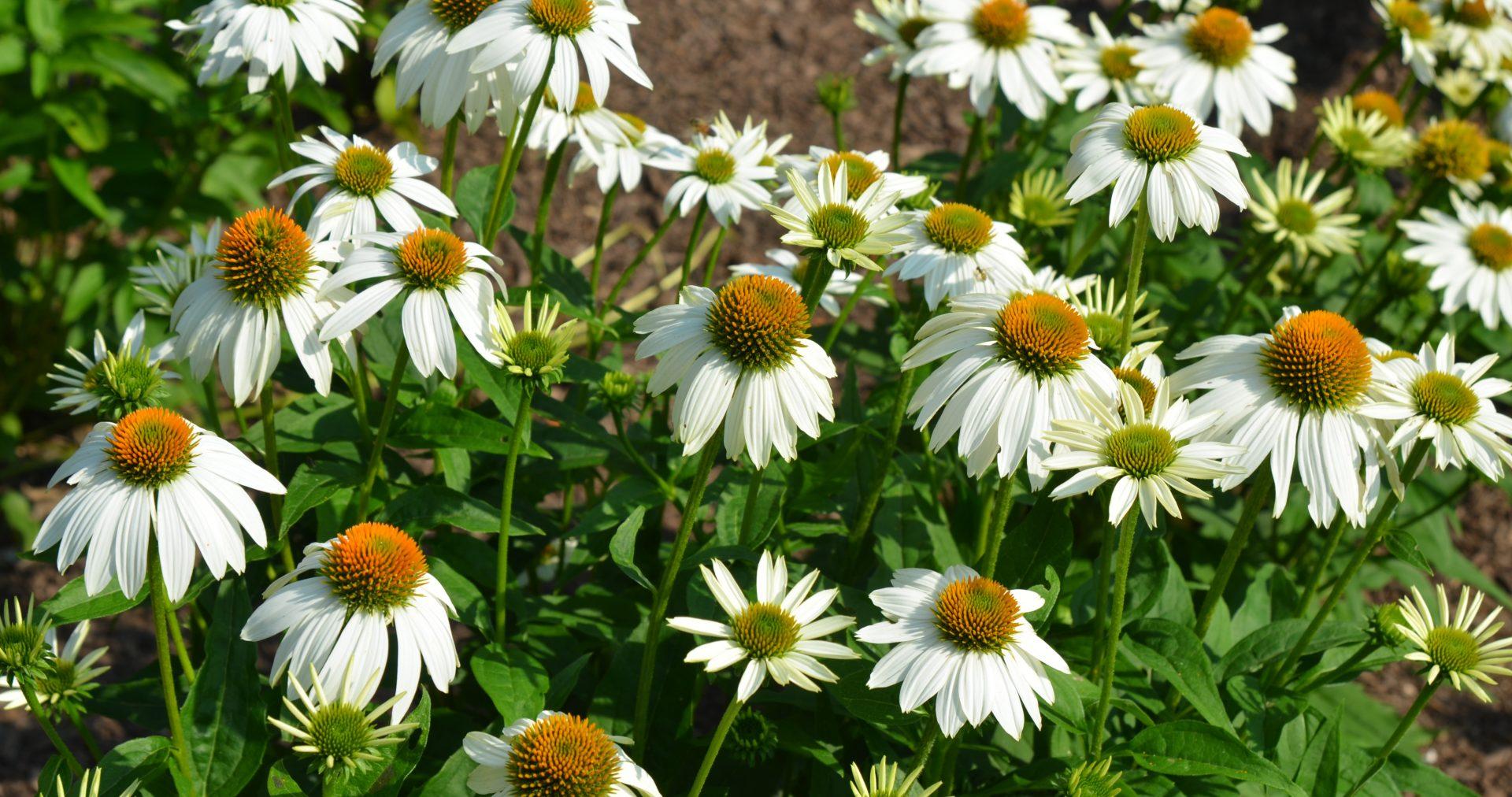G793 Echinacea Purpurea 'powwow White' - View 9 from www redcrocus com