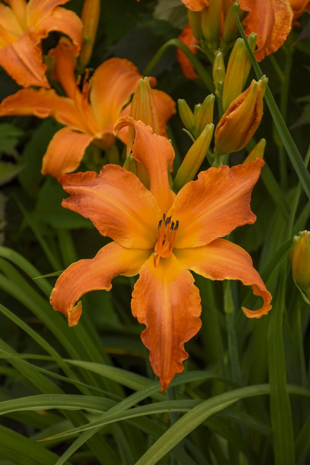 G794 Hemerocallis X 'rainbow Rhythm Primal Scream' - View 10 from www redcrocus com