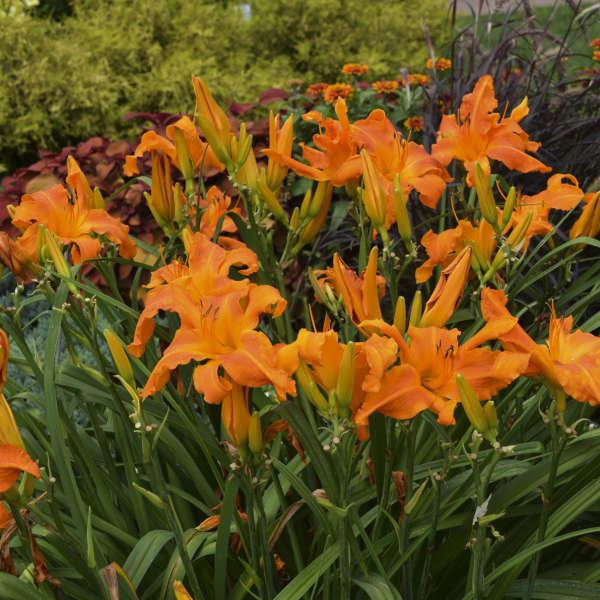 G794 Hemerocallis X 'rainbow Rhythm Primal Scream' - View 13 from www redcrocus com