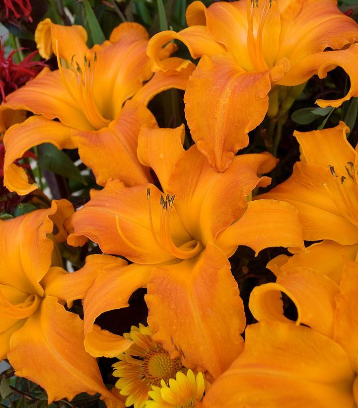 G794 Hemerocallis X 'rainbow Rhythm Primal Scream' - View 14 from www redcrocus com