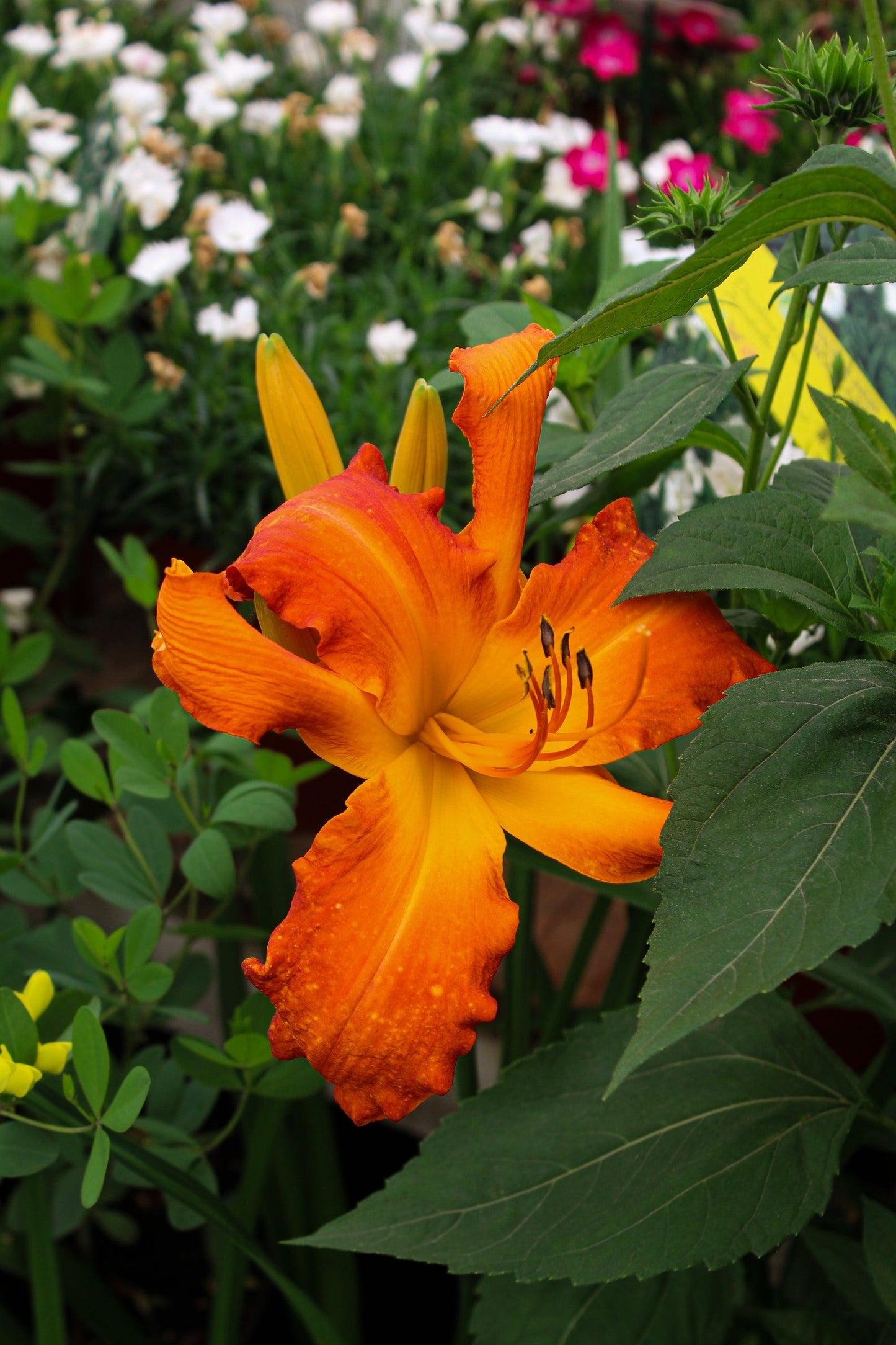 G794 Hemerocallis X 'rainbow Rhythm Primal Scream' - View 18 from www redcrocus com