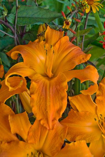 G794 Hemerocallis X 'rainbow Rhythm Primal Scream' - View 19 from www redcrocus com