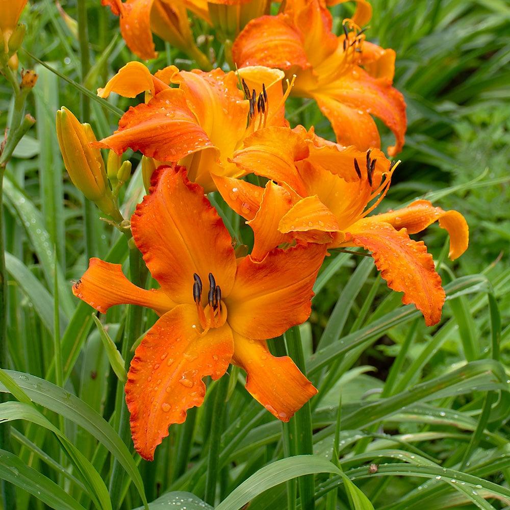 G794 Hemerocallis X 'rainbow Rhythm Primal Scream' - View 1 from www redcrocus com