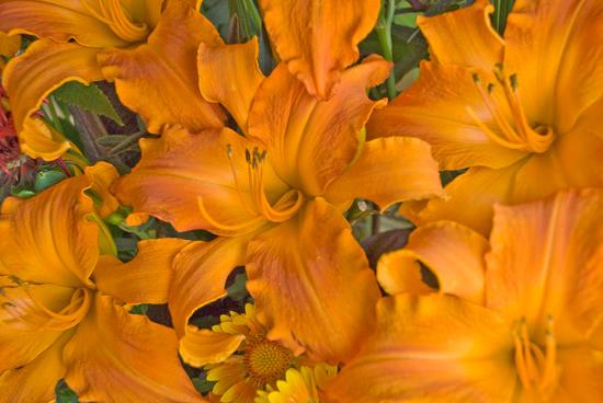 G794 Hemerocallis X 'rainbow Rhythm Primal Scream' - View 21 from www redcrocus com