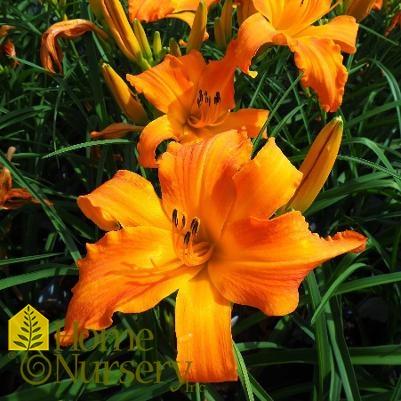 G794 Hemerocallis X 'rainbow Rhythm Primal Scream' - View 23 from www redcrocus com