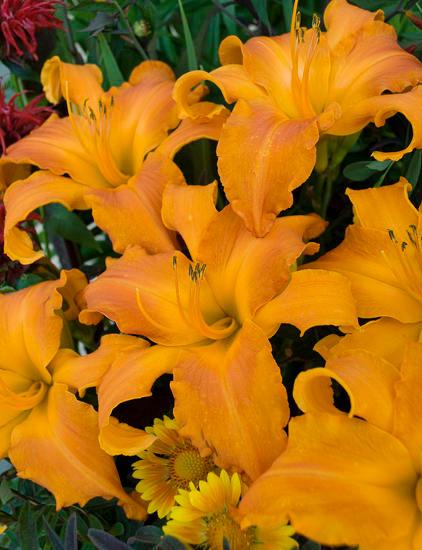 G794 Hemerocallis X 'rainbow Rhythm Primal Scream' - View 28 from www redcrocus com