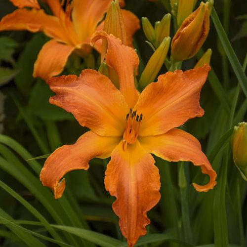 G794 Hemerocallis X 'rainbow Rhythm Primal Scream' - View 2 from www redcrocus com