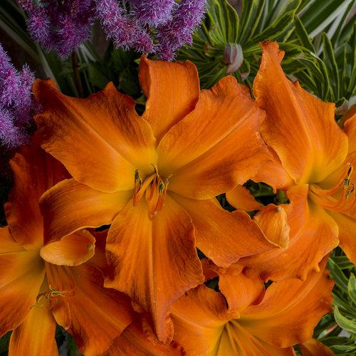 G794 Hemerocallis X 'rainbow Rhythm Primal Scream' - View 4 from www redcrocus com