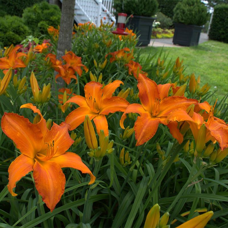 G794 Hemerocallis X 'rainbow Rhythm Primal Scream' - View 9 from www redcrocus com