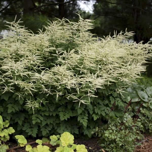 G795 Aruncus 'misty Lace' - View 10 from www redcrocus com