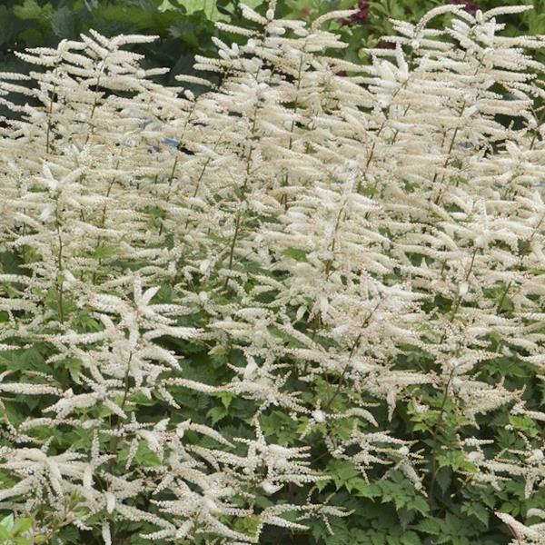 G795 Aruncus 'misty Lace' - View 11 from www redcrocus com