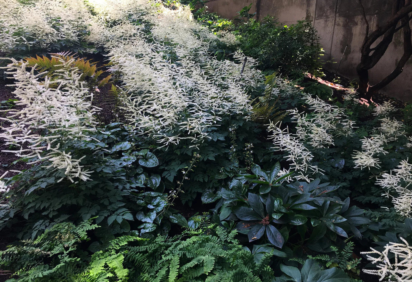 G795 Aruncus 'misty Lace' - View 12 from www redcrocus com