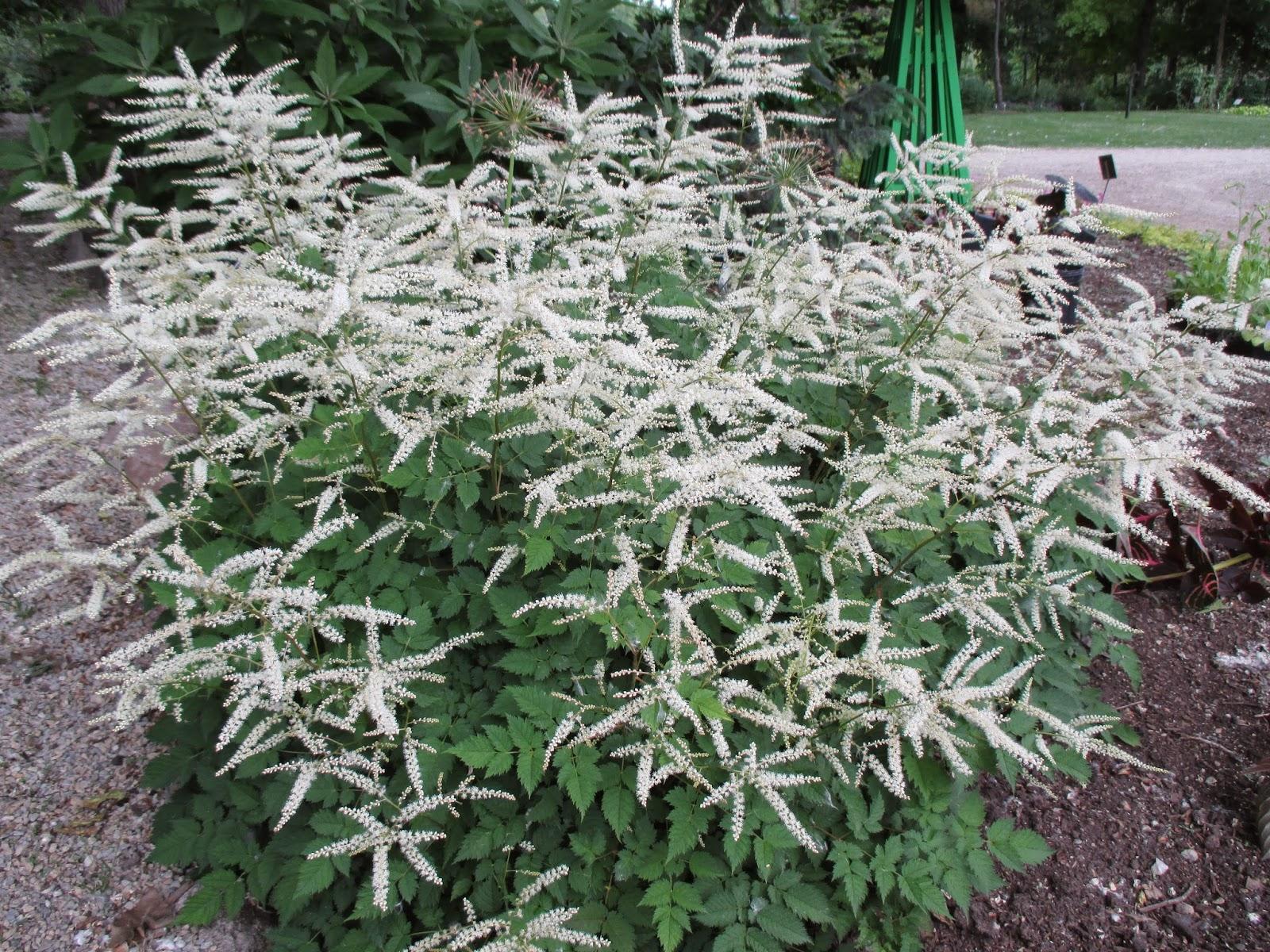 G795 Aruncus 'misty Lace' - View 13 from www redcrocus com