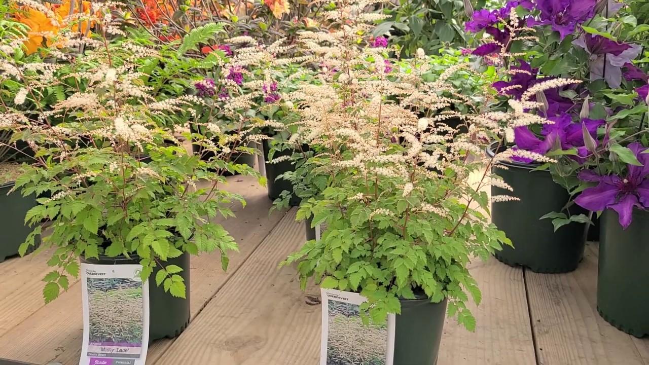G795 Aruncus 'misty Lace' - View 14 from www redcrocus com