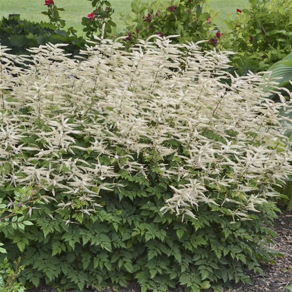 G795 Aruncus 'misty Lace' - View 16 from www redcrocus com