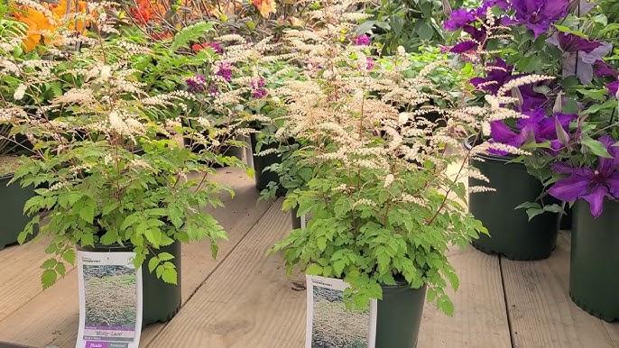 G795 Aruncus 'misty Lace' - View 17 from www redcrocus com