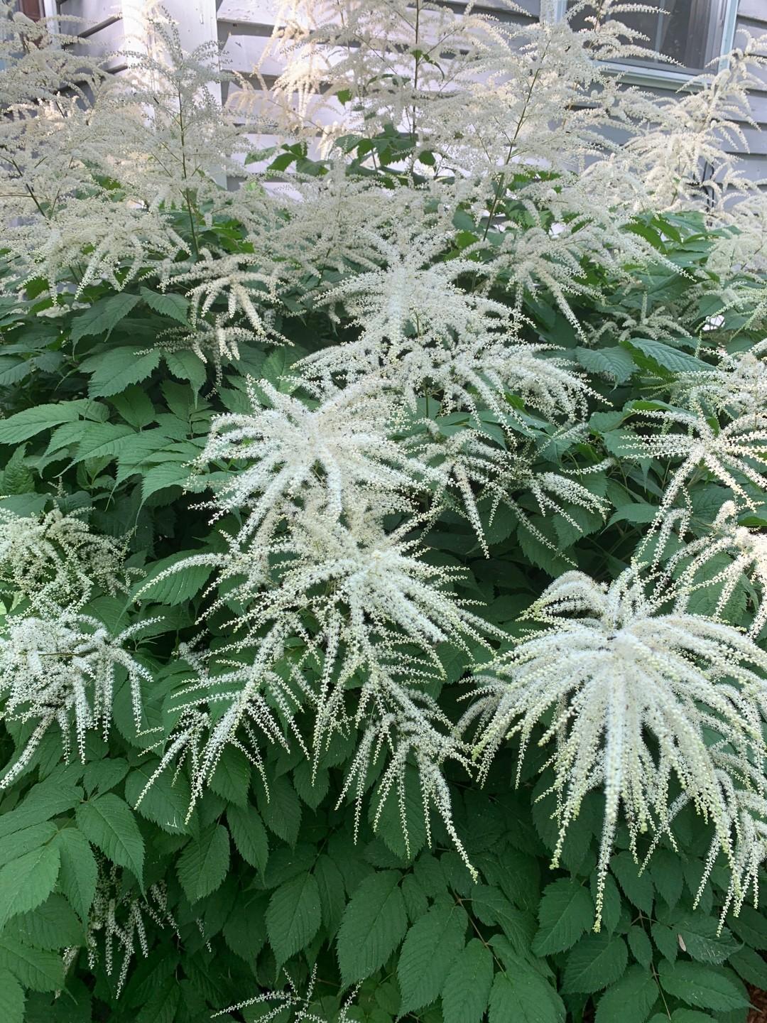 G795 Aruncus 'misty Lace' - View 18 from www redcrocus com