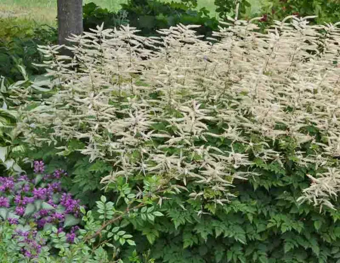 G795 Aruncus 'misty Lace' - View 1 from www redcrocus com