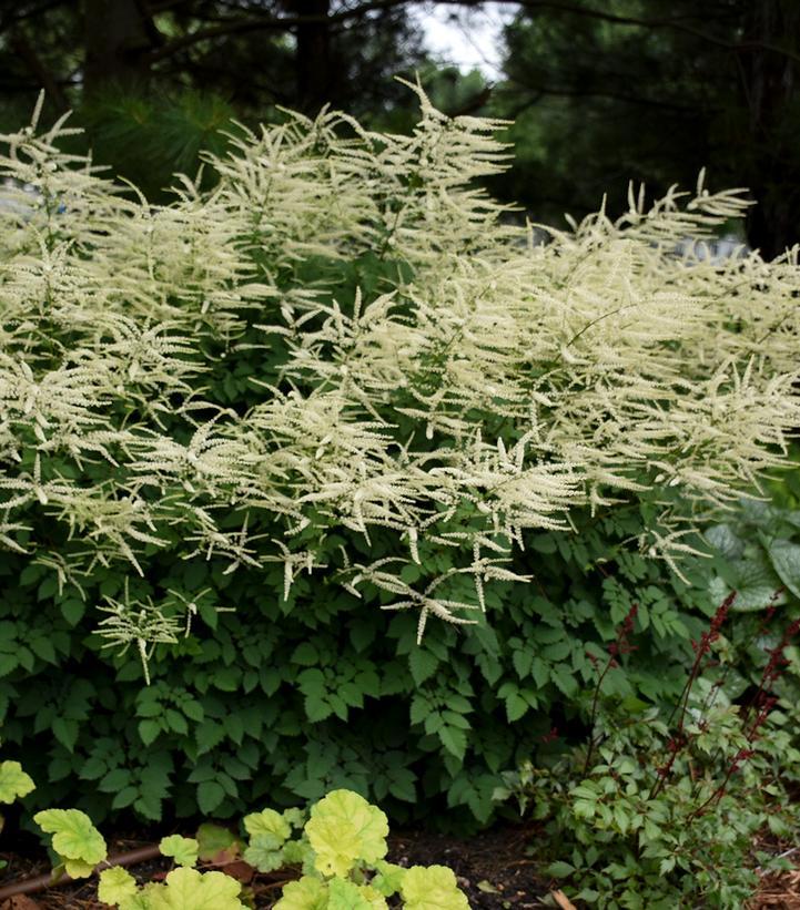 G795 Aruncus 'misty Lace' - View 20 from www redcrocus com