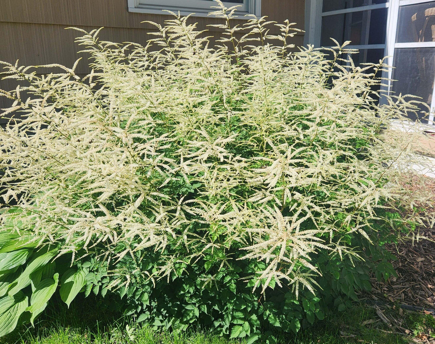 G795 Aruncus 'misty Lace' - View 21 from www redcrocus com