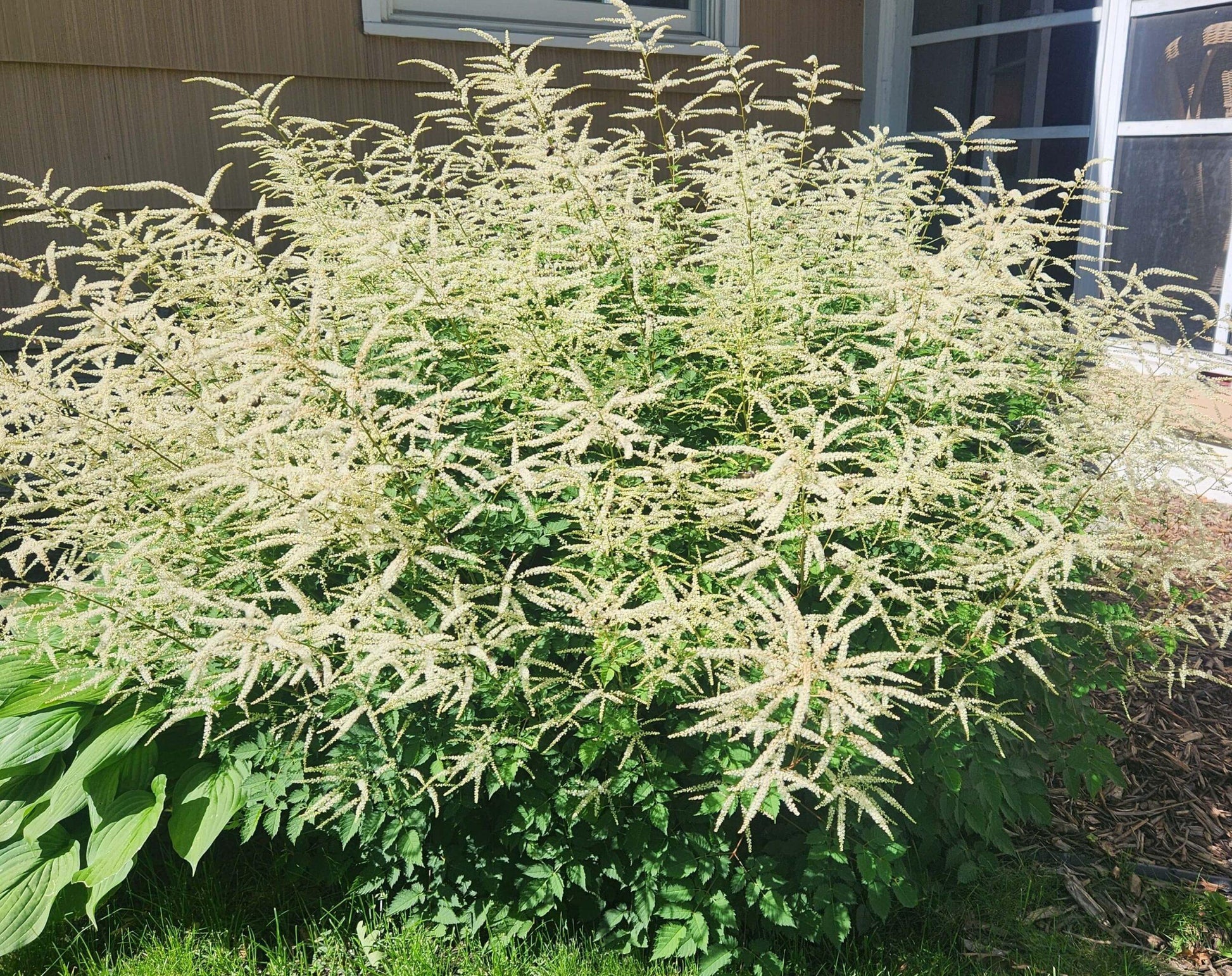 G795 Aruncus 'misty Lace' - View 21 from www redcrocus com