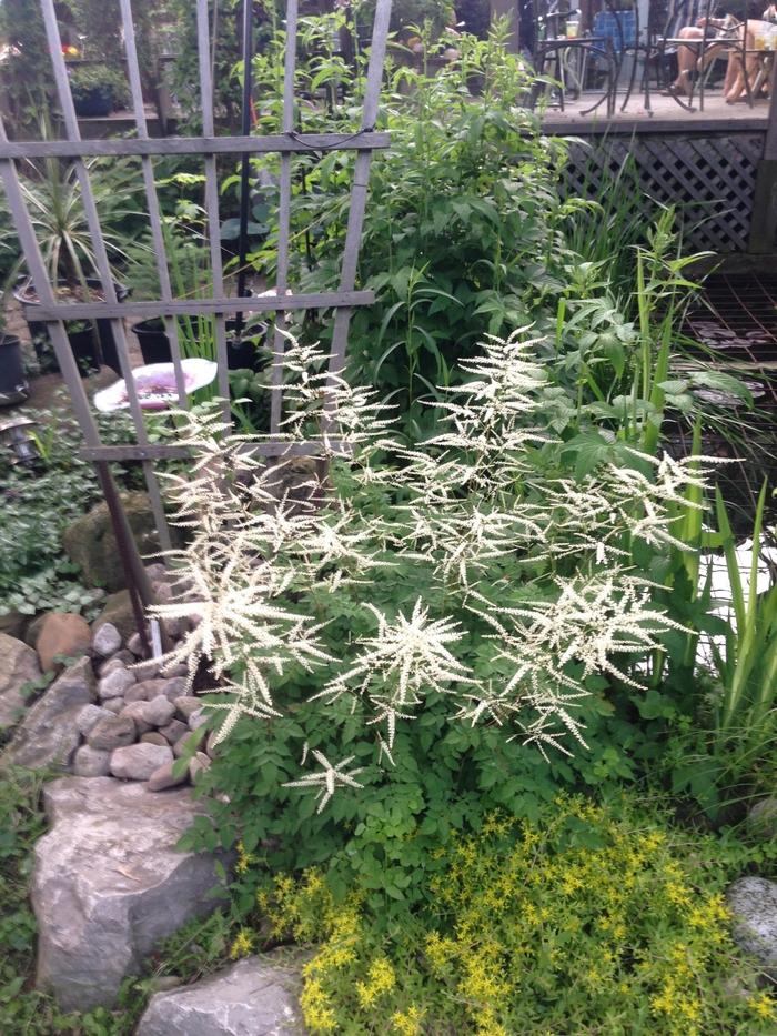 G795 Aruncus 'misty Lace' - View 22 from www redcrocus com