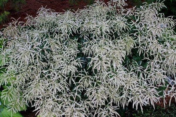 G795 Aruncus 'misty Lace' - View 23 from www redcrocus com