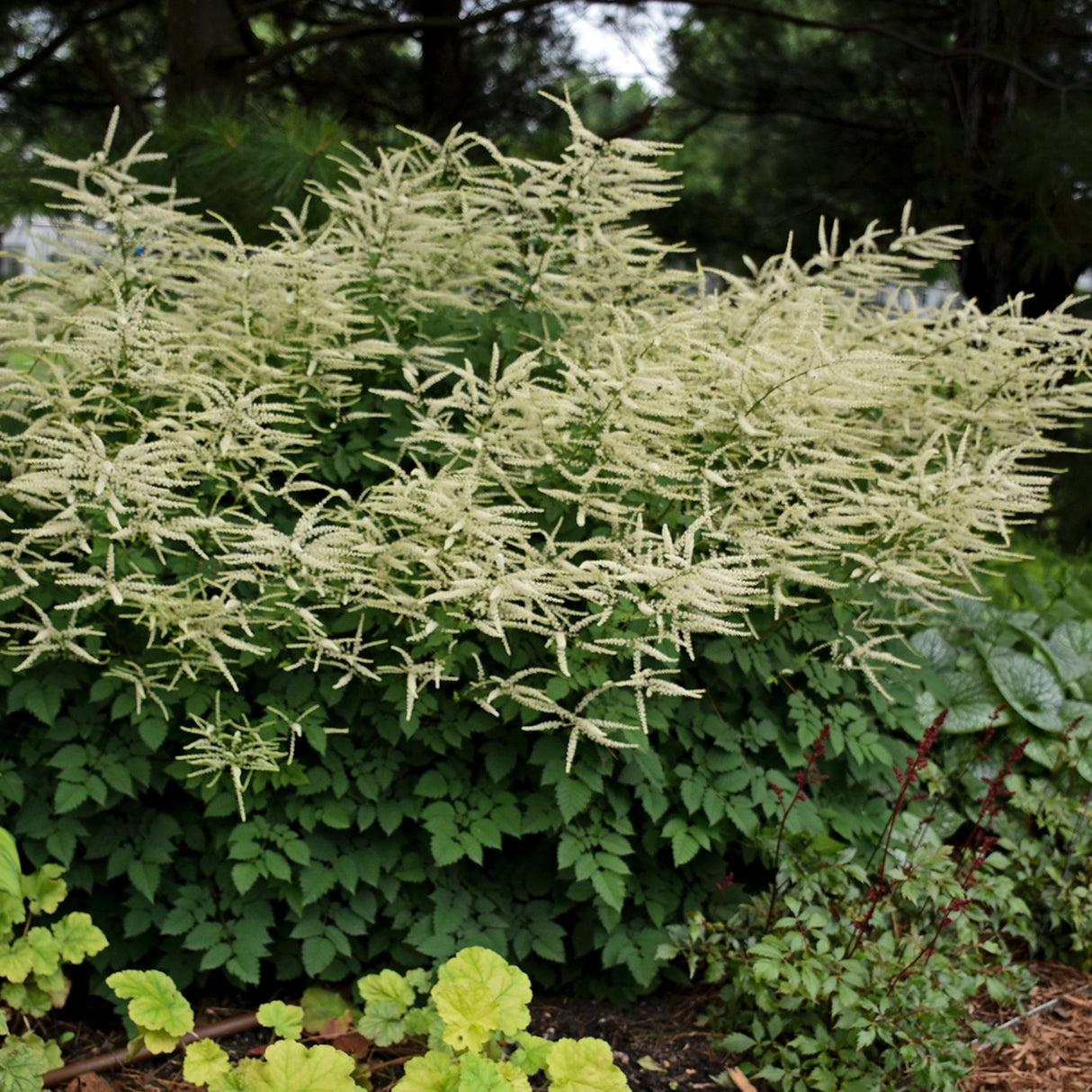 G795 Aruncus 'misty Lace' - View 25 from www redcrocus com