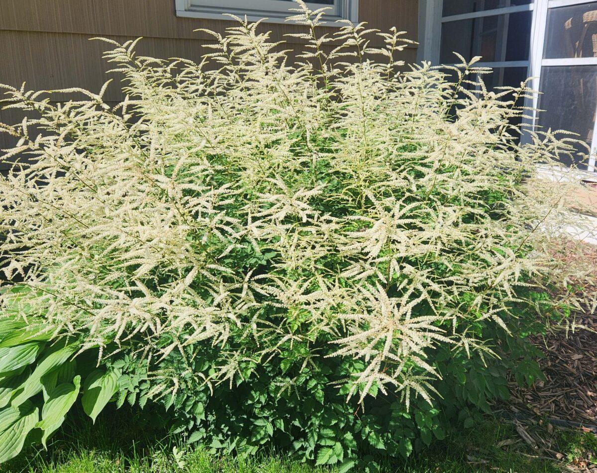 G795 Aruncus 'misty Lace' - View 26 from www redcrocus com