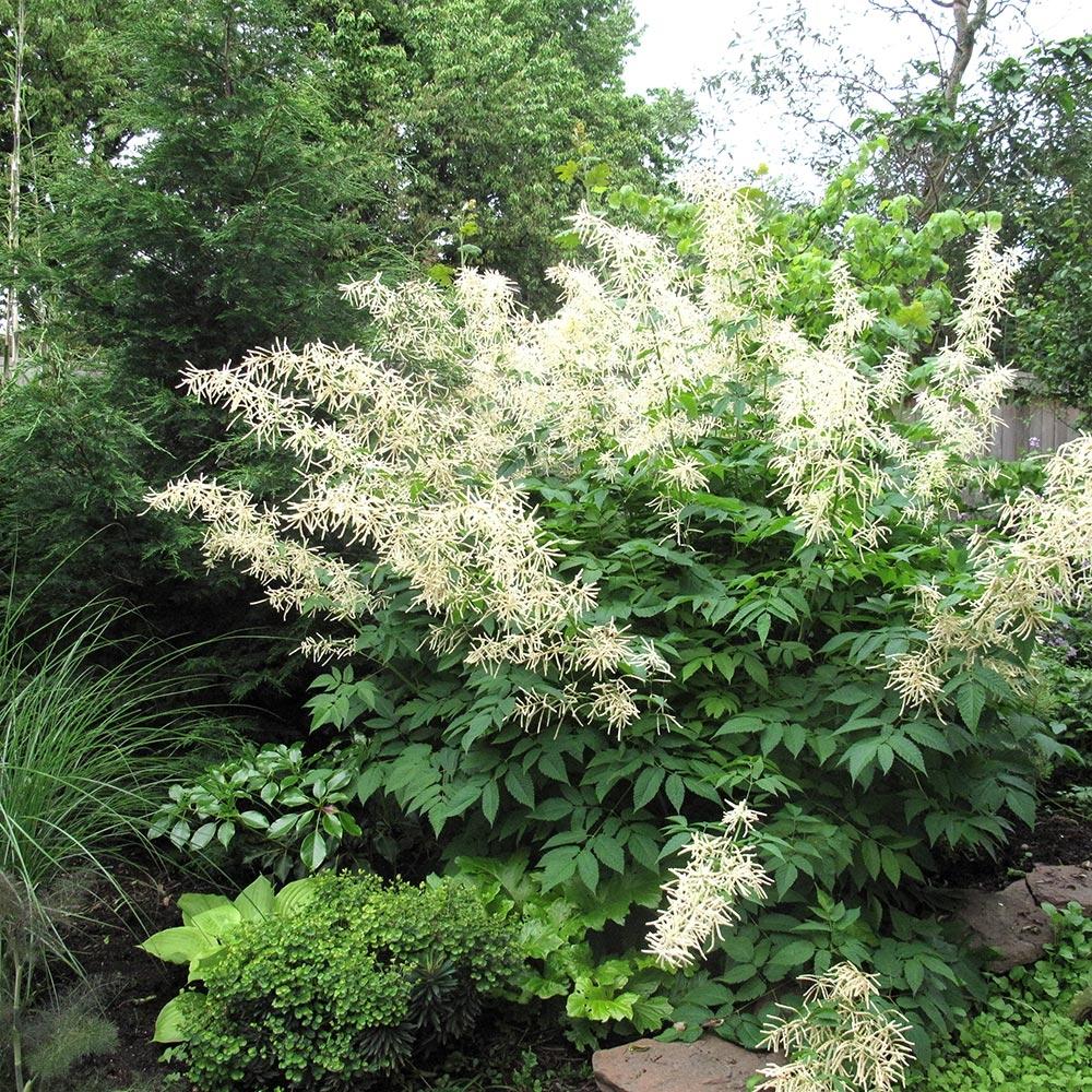 G795 Aruncus 'misty Lace' - View 27 from www redcrocus com
