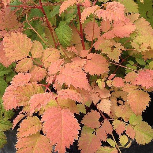 G795 Aruncus 'misty Lace' - View 29 from www redcrocus com