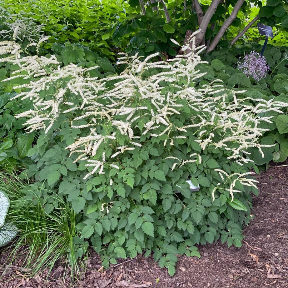 G795 Aruncus 'misty Lace' - View 2 from www redcrocus com