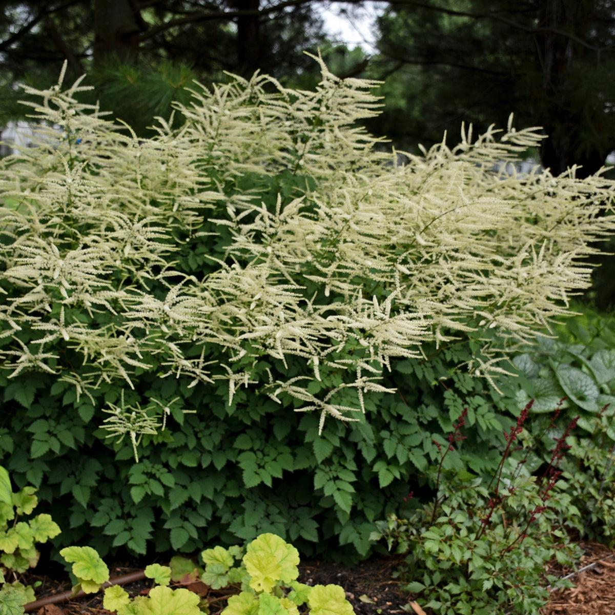 G795 Aruncus 'misty Lace' - View 30 from www redcrocus com