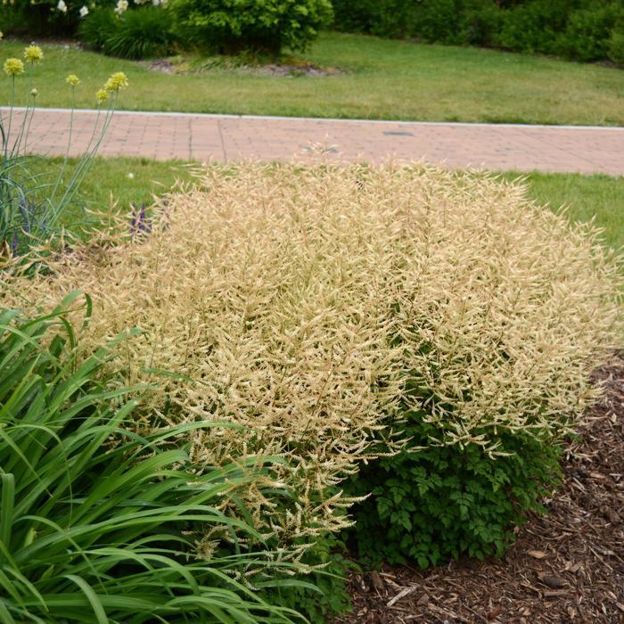 G795 Aruncus 'misty Lace' - View 32 from www redcrocus com