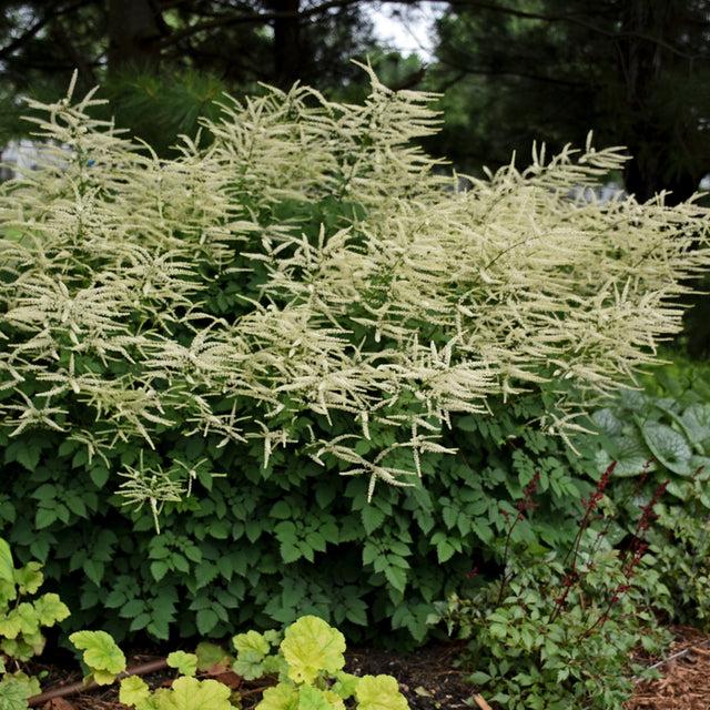 G795 Aruncus 'misty Lace' - View 33 from www redcrocus com