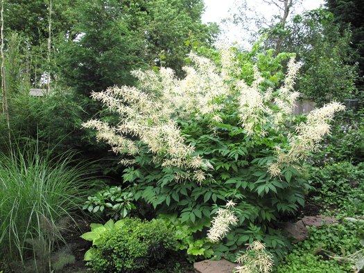 G795 Aruncus 'misty Lace' - View 34 from www redcrocus com