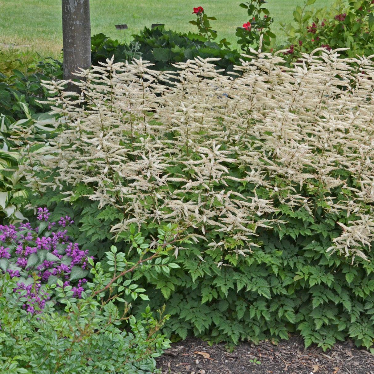 G795 Aruncus 'misty Lace' - View 3 from www redcrocus com