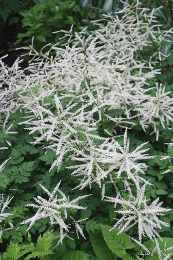 G795 Aruncus 'misty Lace' - View 4 from www redcrocus com