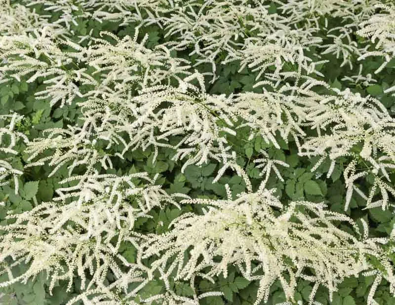 G795 Aruncus 'misty Lace' - View 5 from www redcrocus com