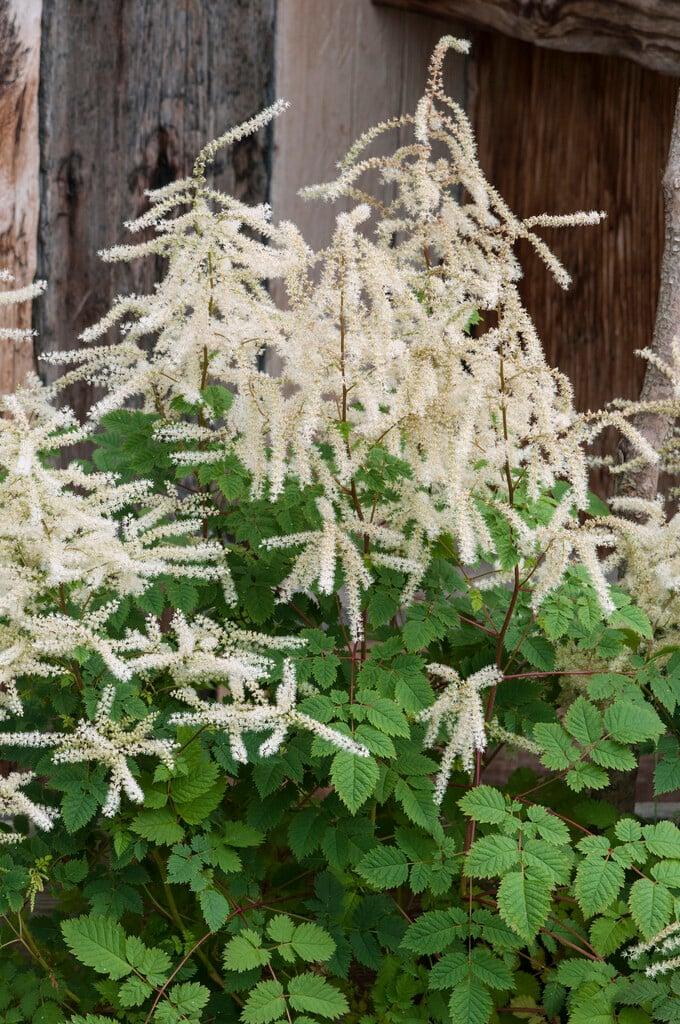 G795 Aruncus 'misty Lace' - View 6 from www redcrocus com